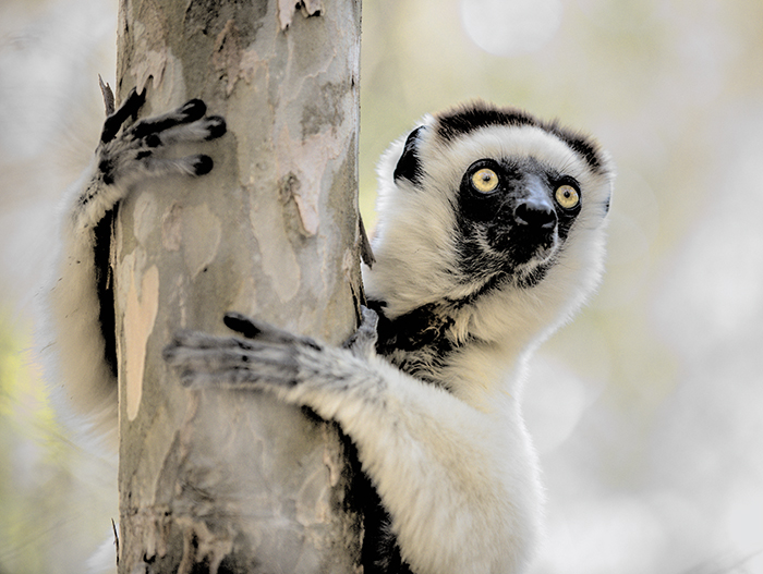 Verreaux sifaka